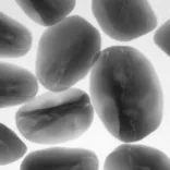 Internal X-ray observation of seeds 01 | Matsusada Precision