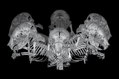 In Vivo micro-CT scanners | Matsusada Precision