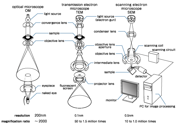 Structure of electron microscope: optical microscope, TEM and SEM